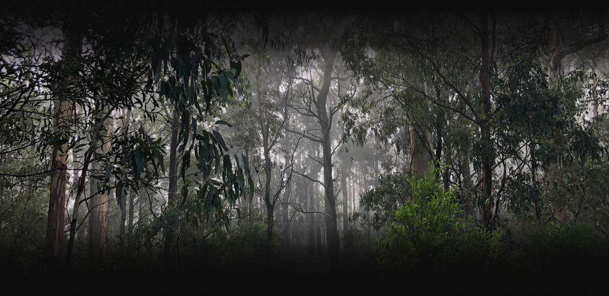 The Kinglake Spirit